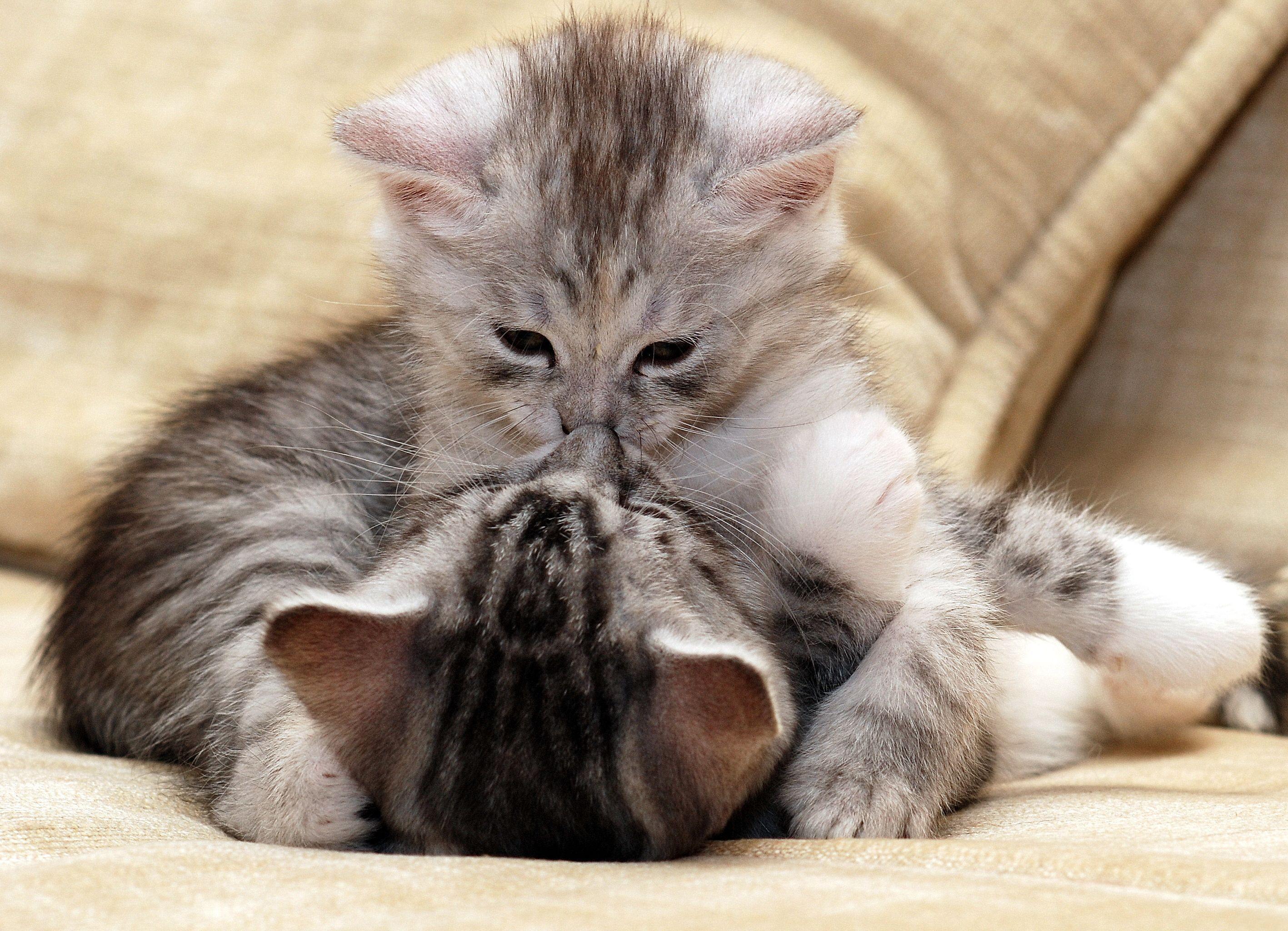 Kitten Wallpapers