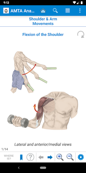 AMTA Anatomy