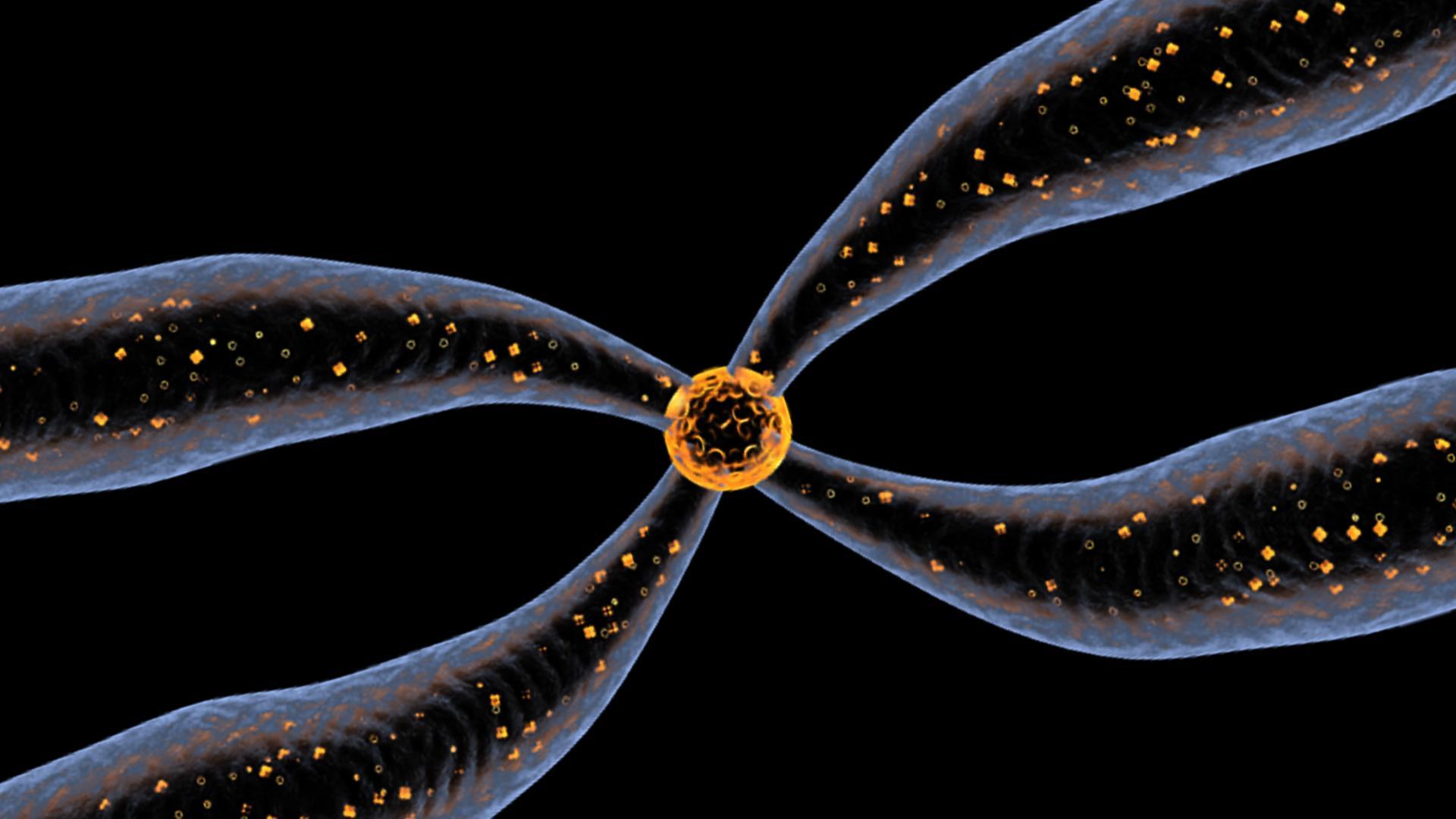 Chromosomes 3D