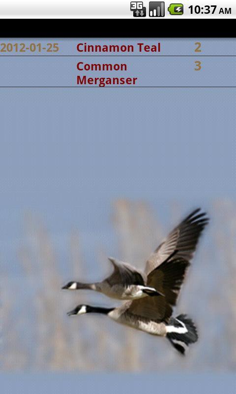 My Duck Log