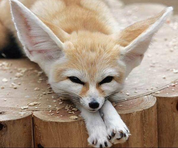 Baby Animals Pictures