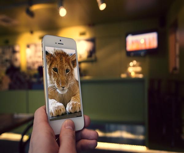 Baby Animals Pictures