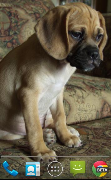 Puggle Pups Live Wallpaper