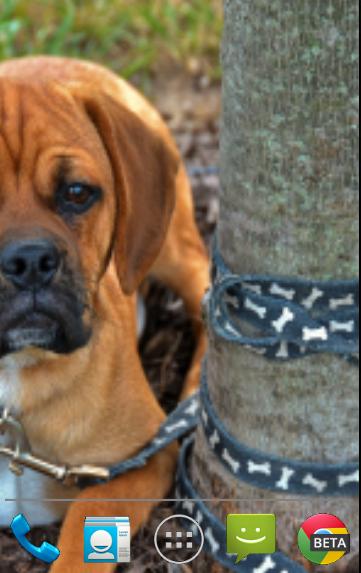 Puggle Pups Live Wallpaper