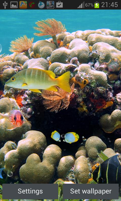 Coral Reef Live Wallpaper