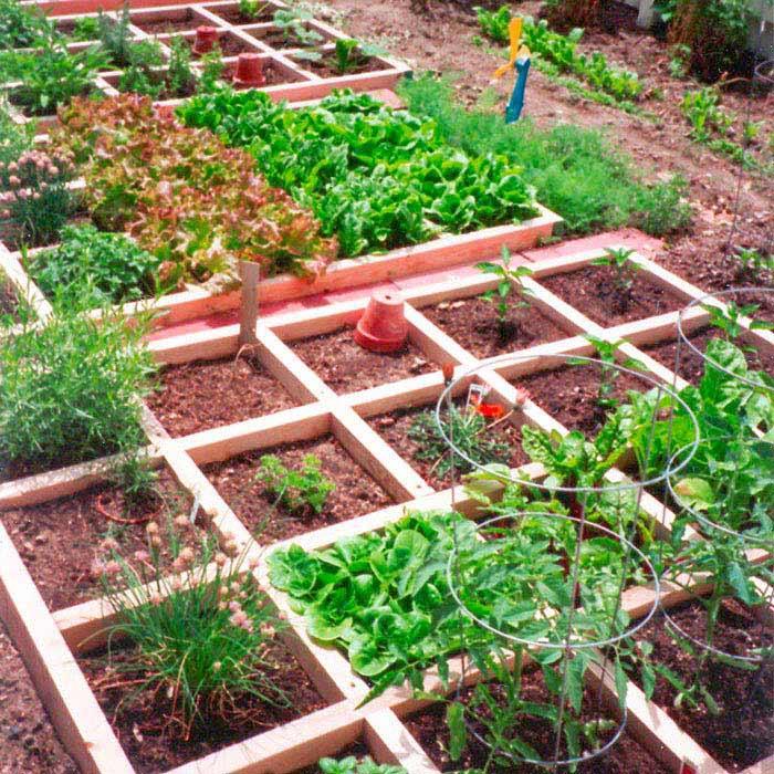 Vegetable Garden Ideas
