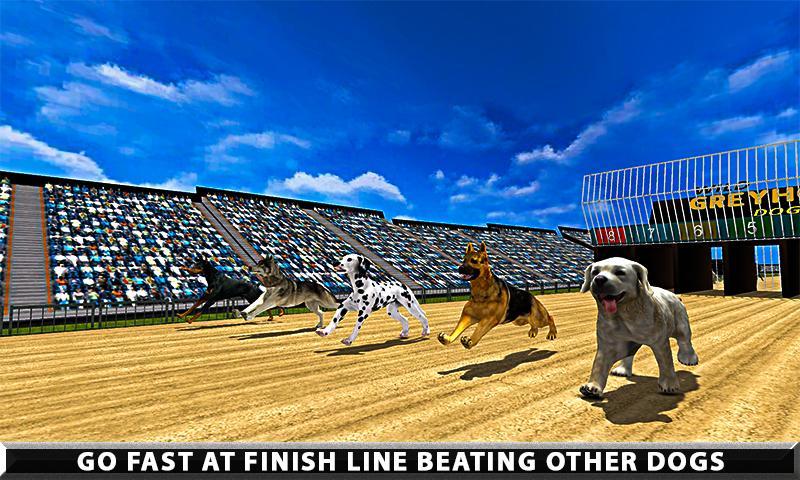 Wild Greyhound Dog Racing